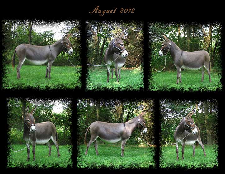 Critter Haven Farm Miniature Donkeys